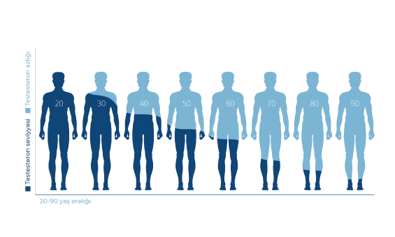 Testosteron nədir ? Testosteron hormonu nədir ?