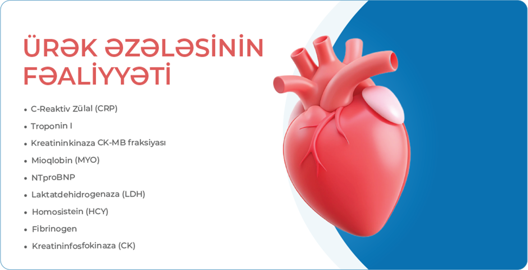 Ürək əzələsinin fəaliyyəti