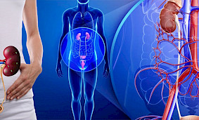 Уролог и андролог — какие заболевания они лечат?✅ Уролог и андролог — какие заболевания они лечат?✅