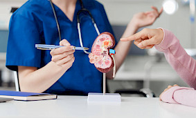 Что такое белок в почках? Опасно ли наличие белка в анализе мочи? Что такое белок в почках? Опасно ли наличие белка в анализе мочи?